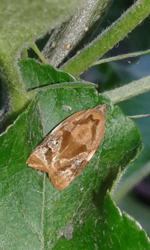 Ditula angustiorana (Tortricidae)? S